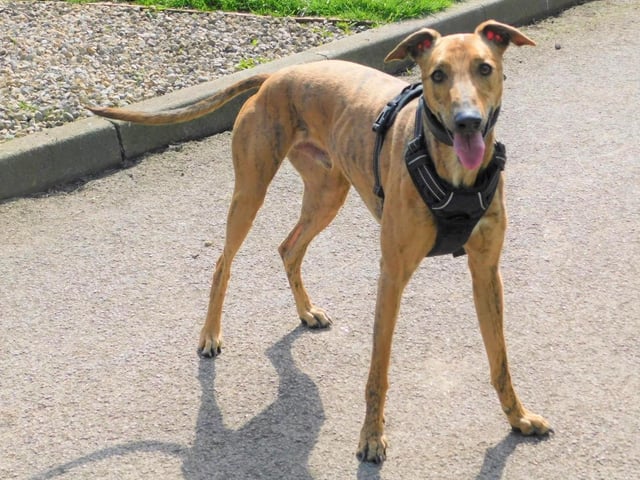 Charlie is a two-year-old Greyhound who came to the centre after his previous owner could no longer keep him. Charlie is a friendly boy but is quite shy when meeting new people for the first time. Once he knows you and trusts you, he is a great lad who loves getting lots of attention. He loves to play with his ball but he has not learnt yet how to bring it back to you, he thinks it is more fun watching you try and find where he has dropped it.