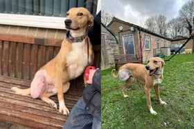 Barney is now looking for his forever home after recovering from an operation in the Harrogate district.