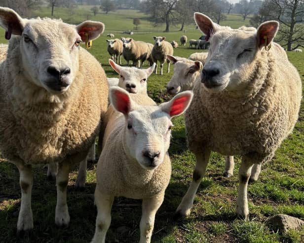 There has been a rise in dog attacks on sheep in the countryside.