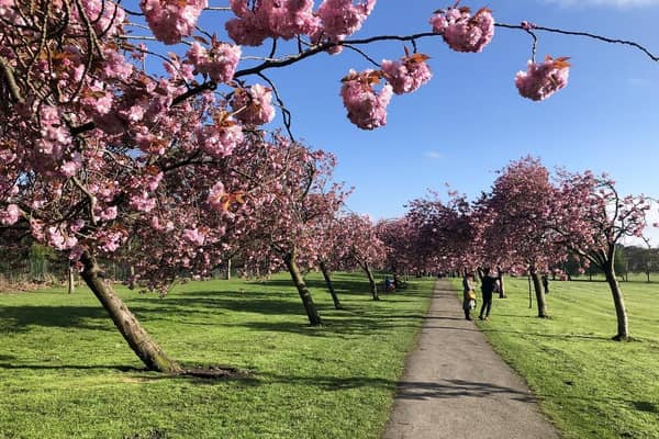 Stray cherry blossoms, Harrogate.