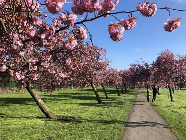 Stray cherry blossoms, Harrogate.