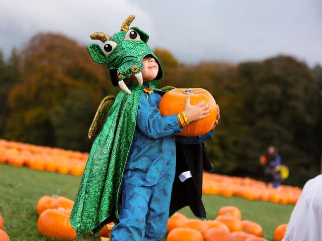 The Pumpkin Patch at Stockeld Park