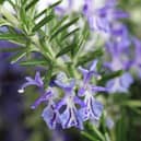 If you have rosemary then the flowers are amongst the very best for all types of bees, as are the bright blue blossoms of borage which are essentially bee magnets