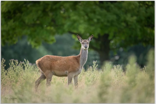 Studley Royal Deer Park monitor the deer to check for any signs of injury or disease, raising awareness during calving, winter feeding and responsible culling.