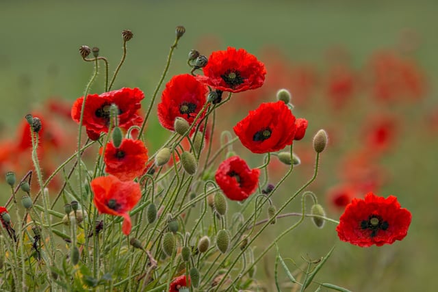 Poppies used to cover Britain's rich farmlands over half a century ago forming the UK's landscape tapestry during the summer months.