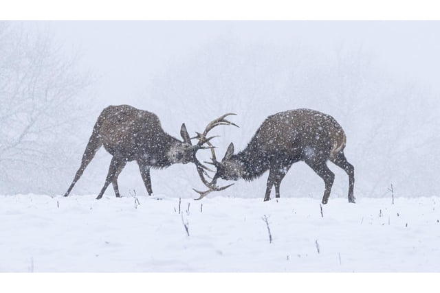 Two Stags fighting in the winter snow, captured at Studley Royal.