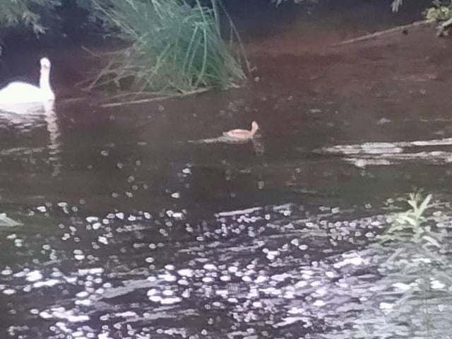 Swan and cygnet on the River Ure at Boroughbridge, by Keith Hodgson.