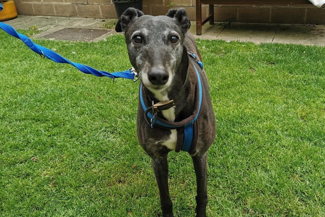 Myrtle is a nine-year-old Greyhound who is a very sweet and gentle girl that came to the centre as her previous owner could no longer keep her. Myrtle loves to be with people and is friendly with everyone she says hello to. She would love a sofa to snuggle up on with her new family and get lots of cuddles. Myrtle has a kind heart and will love her new family so much and she really deserves to be in a loving home enjoying life.