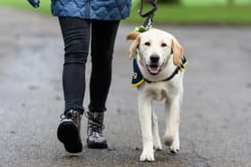 Guide Dogs has issued an urgent appeal for new foster homes in Wetherby, Tadcaster and Boston Spa