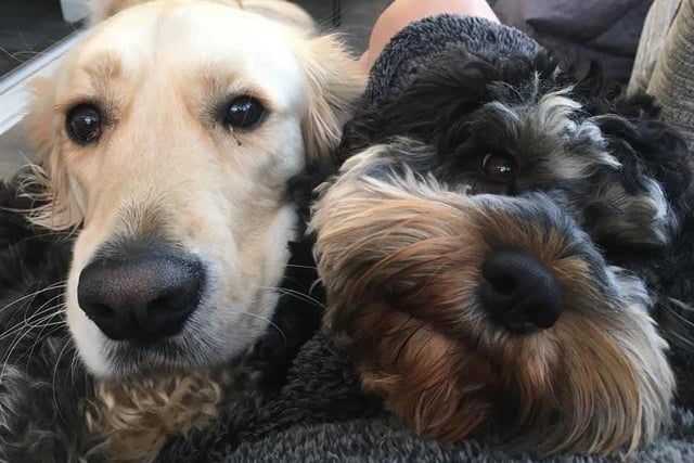 Bruno and Winston always have time for a cuddle with their humans!