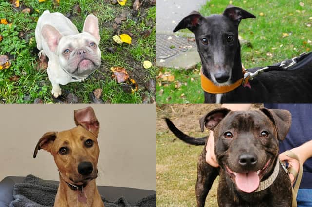 We take a look at 17 dogs that are currently looking for their forever home at the RSPCA York, Harrogate and District branch