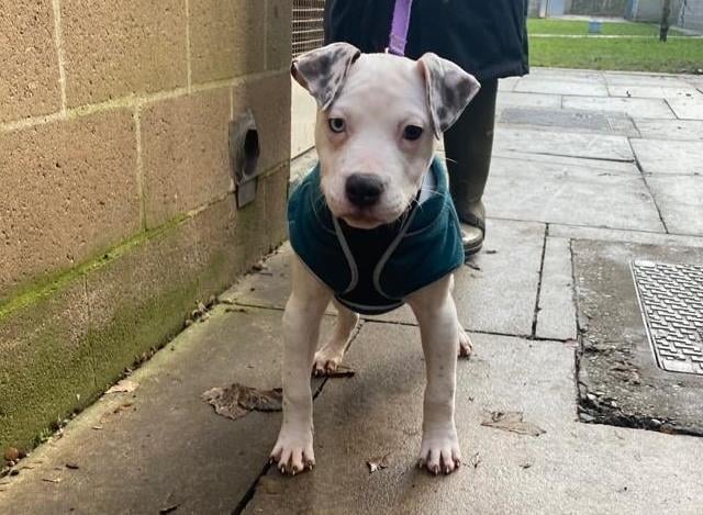 Piney is a five-month-old American Bulldog who came to the centre via an inspector after being found abandoned with his siblings. Piney is a very sweet natured boy who loves to be with people and is a typical young puppy with bags of energy and lots of love. He has never experienced life in a home so he has so much to learn about life. He will need adopters who have time and patience to help him learn what life is all about.
