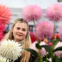 Beau Hutchinson views the dahlia's on display at the Harrogate Autumn Flower Show