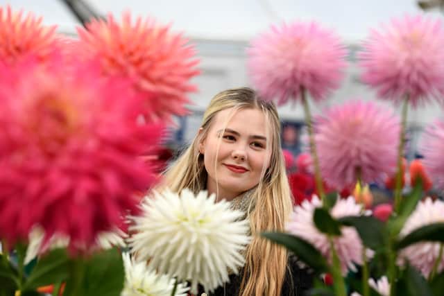 Beau Hutchinson views the dahlia's on display at the Harrogate Autumn Flower Show