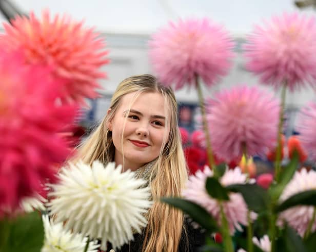 Beau Hutchinson views the dahlia's on display at the Harrogate Autumn Flower Show
