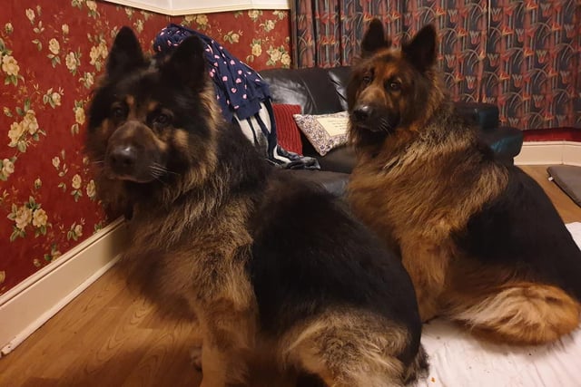 Marley and Prince, aged 12, strike a pose.