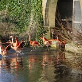 Flamingos at The Bird Garden at Harewood House