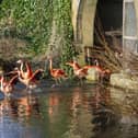 Flamingos at The Bird Garden at Harewood House