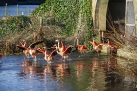Flamingos at The Bird Garden at Harewood House
