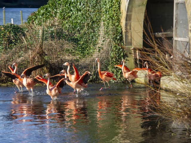 Flamingos at The Bird Garden at Harewood House