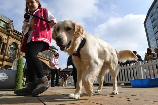 Pictured are dogs taking part in the Most Handsome Dog category.