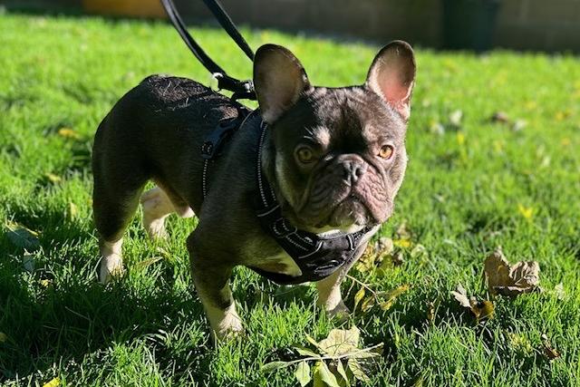 Oscar is a ten-month-old French Bulldog who is a sweet boy that came to the centre via the dog wardens. He is young, playful and a happy little guy who is looking for a family who will love and cherish him. He can be quite a sensitive guy who can be a little on the shy side when meeting new people but he just needs some confidence building. Once he knows you he is a cheeky little man with a happy go lucky character. He loves to sit on your lap for snuggles so is looking for a family who will let him share the sofa with.