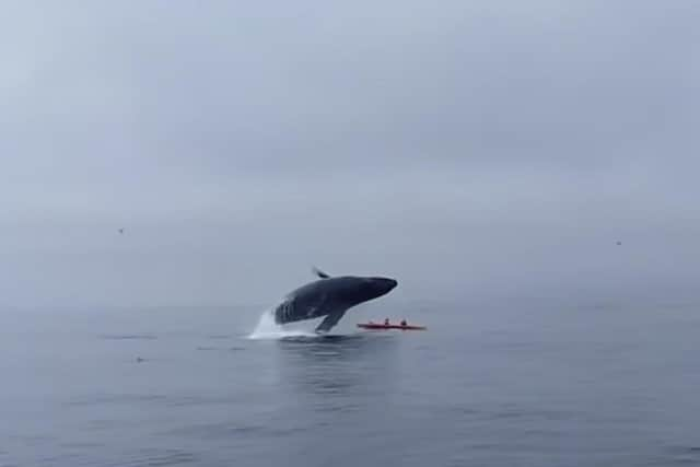 Pictured: The 30-ton Humpback Whale which crushed Tom Mustill and friend whilst kayaking back in 2015.