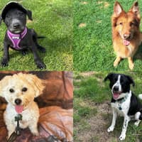 IN PICTURES: 15 adorable dogs available for adoption and looking for their forever home at the RSPCA York, Harrogate and District branch