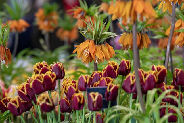 The beautiful flowers on display in the Grand Floral Hall at the show