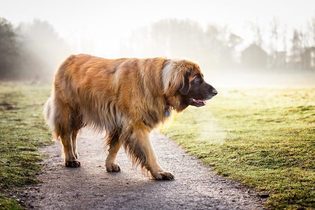 Thunder the Leonberger patrolling his territory in the early morning mist.