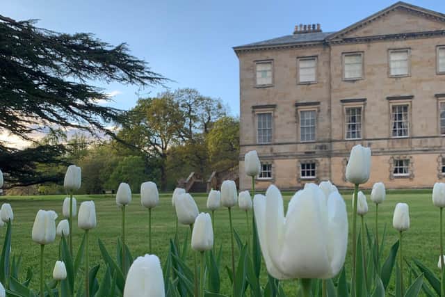 A bed of delicate white tulips with Grade I listed Constable Burton Hall in the background