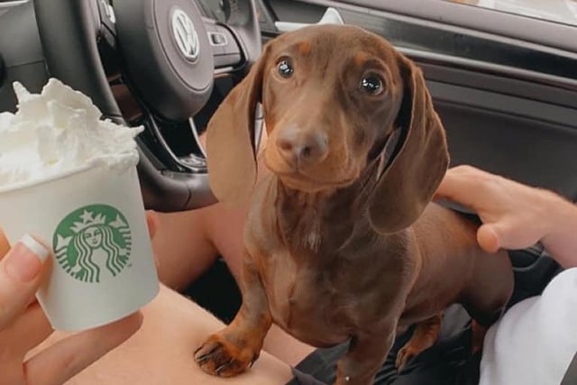 Horace about to tuck into his puppacino!