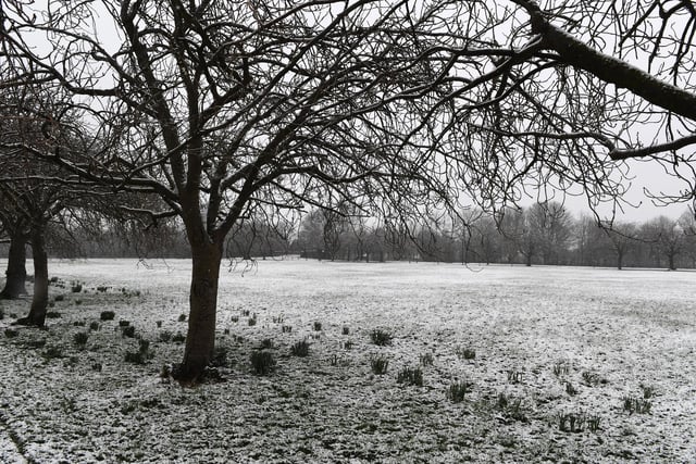The Stray in Harrogate covered in a blanket of snow
