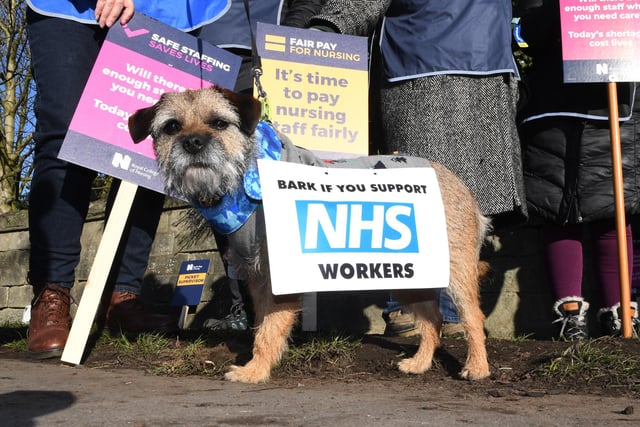 A dog on the picket line supporting the strike by the Royal College of Nursing outside Harrogate District Hospital