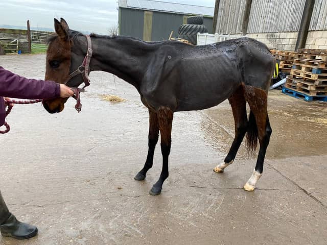 In addition to the suspended prison sentence and ten-year ban, magistrates - who deemed the offence one of high culpability - also ordered Turner to pay costs of £1,928, a victim surcharge of £128 and issued a deprivation order for the four remaining horses he owns.