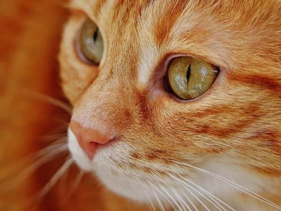 The RSPCA has issued a warning about its cat crisis.