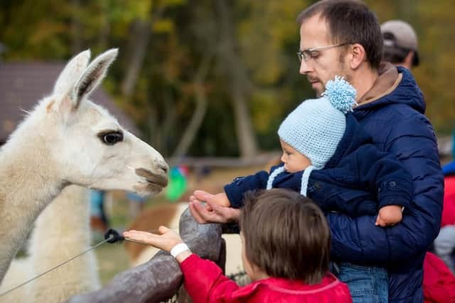 Don't miss the petting zoo at Harewood, free entry included with your tickets to the Yorkshire Post Motor Show