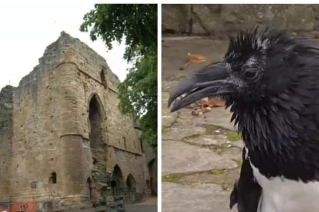 Visitors have been stunned by the talking crow at Knaresborough Castle.