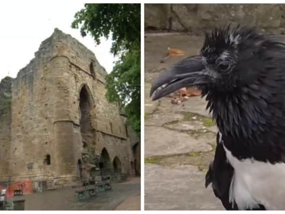 Visitors have been stunned by the talking crow at Knaresborough Castle.
