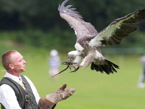 The Eagle Heights Birds of Prey Display Team are among the main rings acts