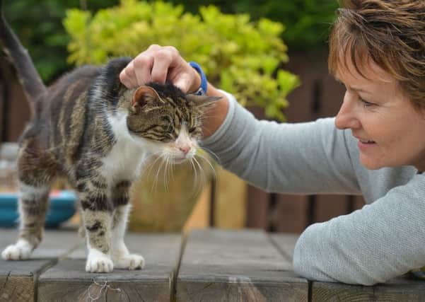 Boo the tabby cat, 17, reunited with owner Janet Adamowicz        picture: Alex Cousins, SWNS