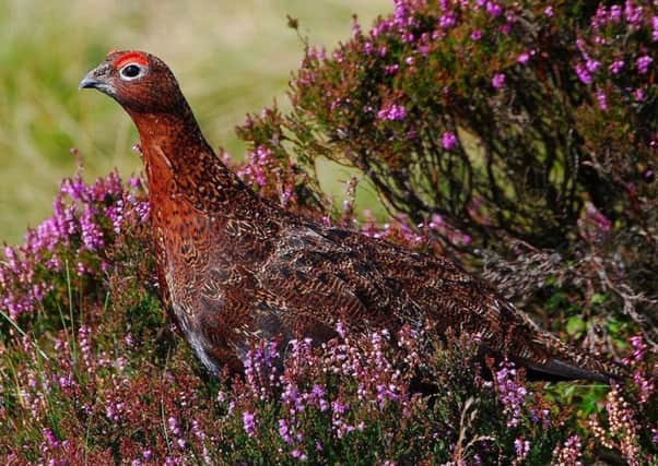 Red grouse numbers have been curbed by a hard winter followed by a very dry summer, which have inhibited the growth of their food, heather. (S)