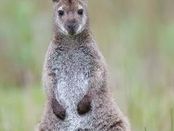 North Yorkshire Police are searching for the escaped wallaby