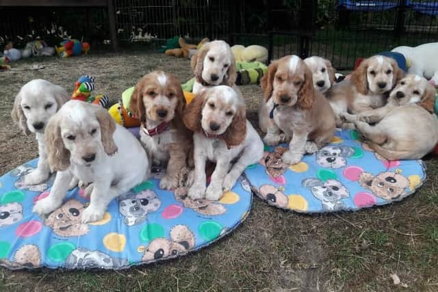 The litter of puppies at the charity.