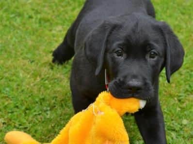 Hearing dog puppy, Otis with his favourite toy.
