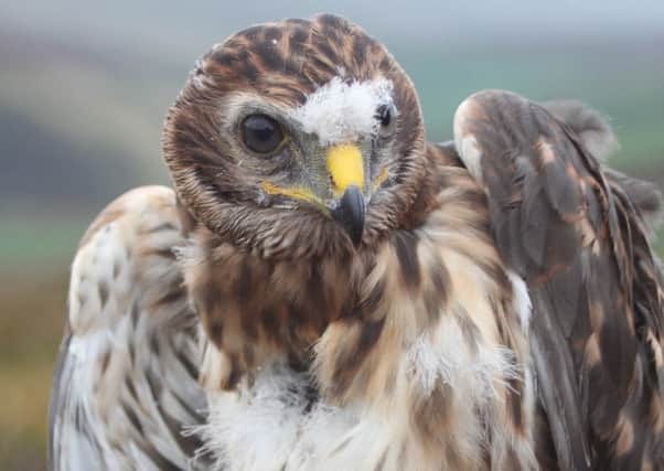 Arthur, missing hen harrier.