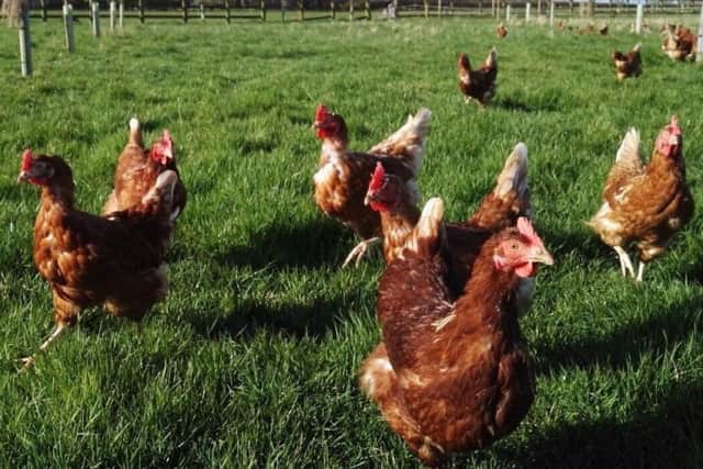 Some of Minskip Farm Shop's 6,000 laying hens, which are looking for a new home before Christmas.