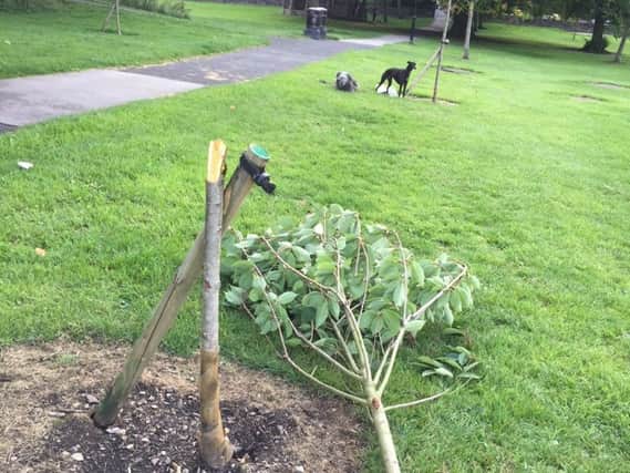 Concern over attacks in Harrogate - A vandalised tree on Stray. (Picture by Andrew Mann)