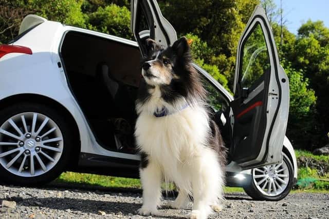 The Magnificent Dog Car