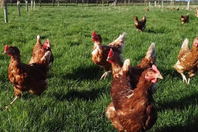 Homes have been found for all 6,000 of the hens.